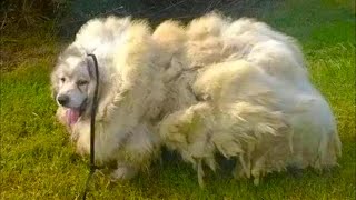 The dog was locked in the barn. When rescuers discovered him, they were horrified by what they saw.