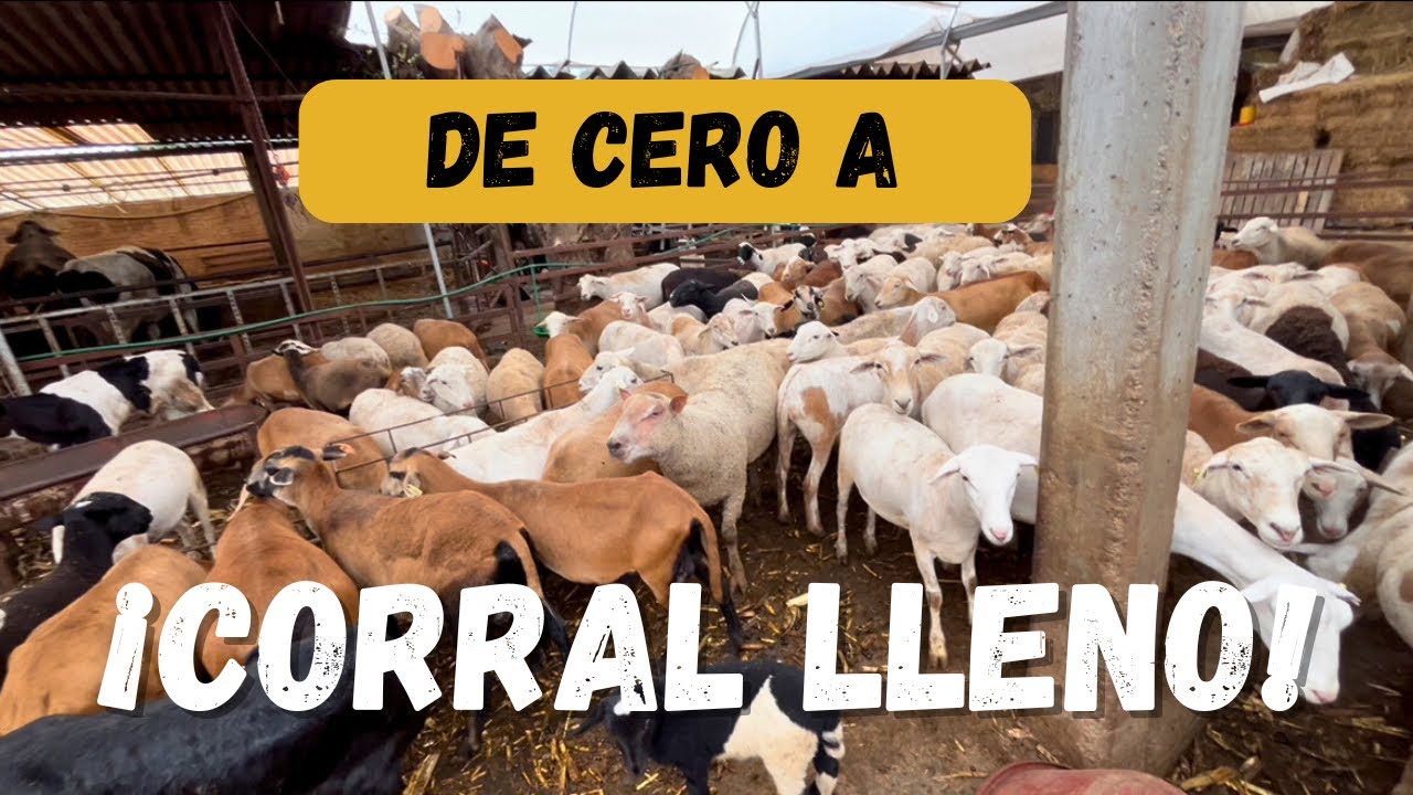 Cómo iniciar en la CRIANZA de BORREGOS paso a paso 🐑 (GUÍA PARA PRINCIPIANTES)
