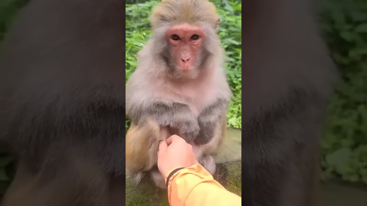 смешная смеющаяся обезьяна