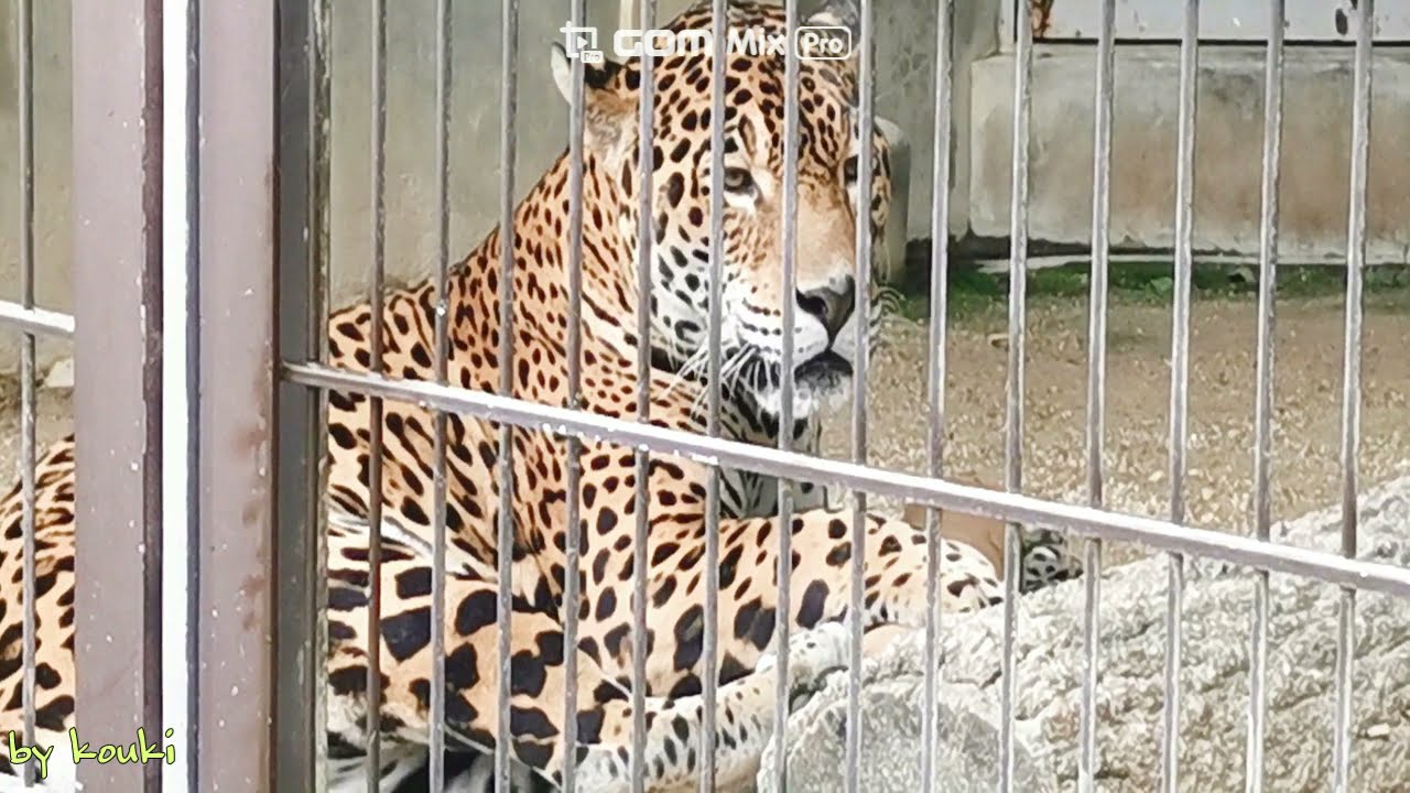 東山動物園 ジャガー じゃがー Zoo 動物園 ジャガー しがみつく ジャガー 東山動植物園 ヒョウ チーター ピューマ トラ ライオン ヒョウ属 オセロット Zoo Youtube 東山動物園 ジャガー じゃがー Zoo 動物園 ジャガー しがみつく ジャガー 東山動植物園 ヒョウ チーター ピューマ トラ ライオン ヒョウ属 オセロット Zoo Youtube