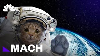 How Animals Paved The Way For Human Space Flight | Mach | NBC News