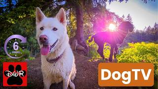 DogTv and Daycare for your dog 🐶🐕🐩  Keep your dog busy while you are away Cuddle and Watch DogTV