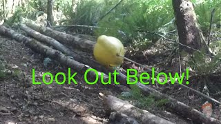 Back to the Woods to Skid Logs for my Woodland Mills Sawmill
