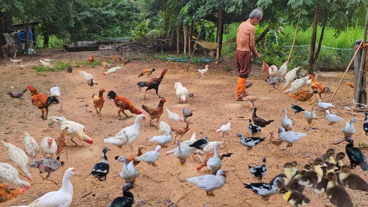 ชีวิตสโลว์ไลฟ์วัยเกษียณนอนนาเลี้ยงไก่!!ฟาร์มสุขวัยเกษียณสไตล์บ้านๆสร้างรายได้สร้างอาชีพเสริม