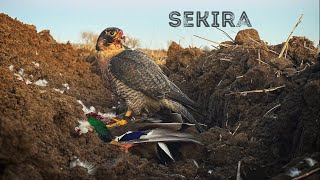 FALCONRY  'Peregrine falcon duck hawking ability display'