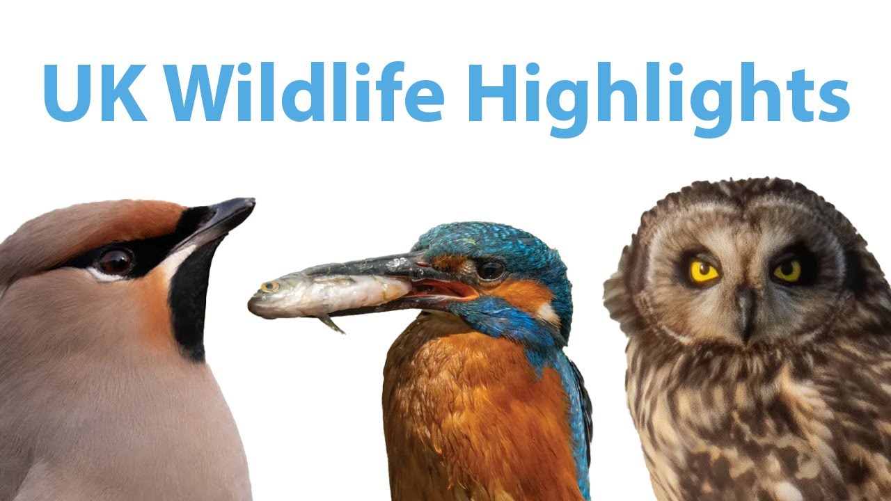 UK Wildlife Footage - Best of 2024