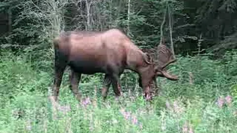 Mr. Moose