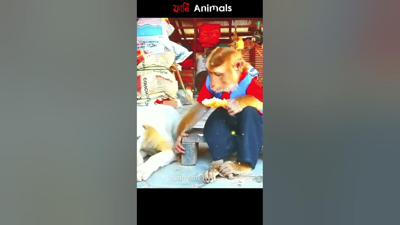 shorts Funny animals The funniest animal videos you've ever seen 