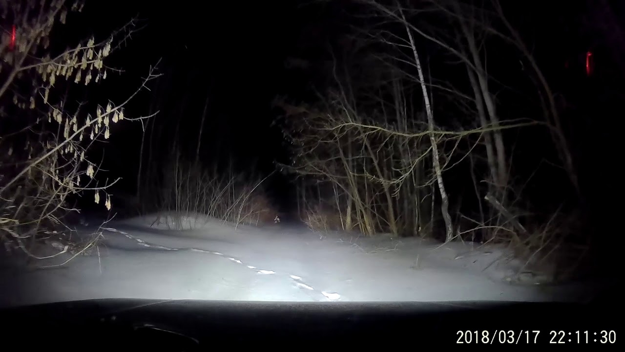 Ночью в лес. Зачем? Просто не могу иначе... - YouTube