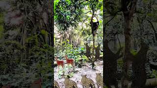 ￼ tiger tug jungle #leopard #animals ￼