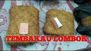 Tes tembakau lombok