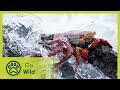 In the Grip of the Ocean | Wild Galapagos 1/2 | Go Wild