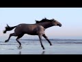 Horse running on a beach in Houdini