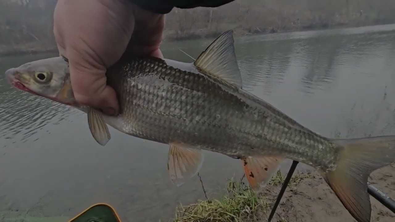 Риболов на скобари на Червен Бряг 
