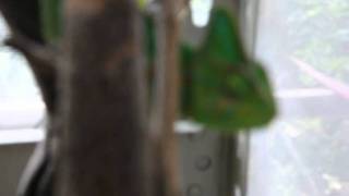 DSC 4616 HD 640x480 XVID