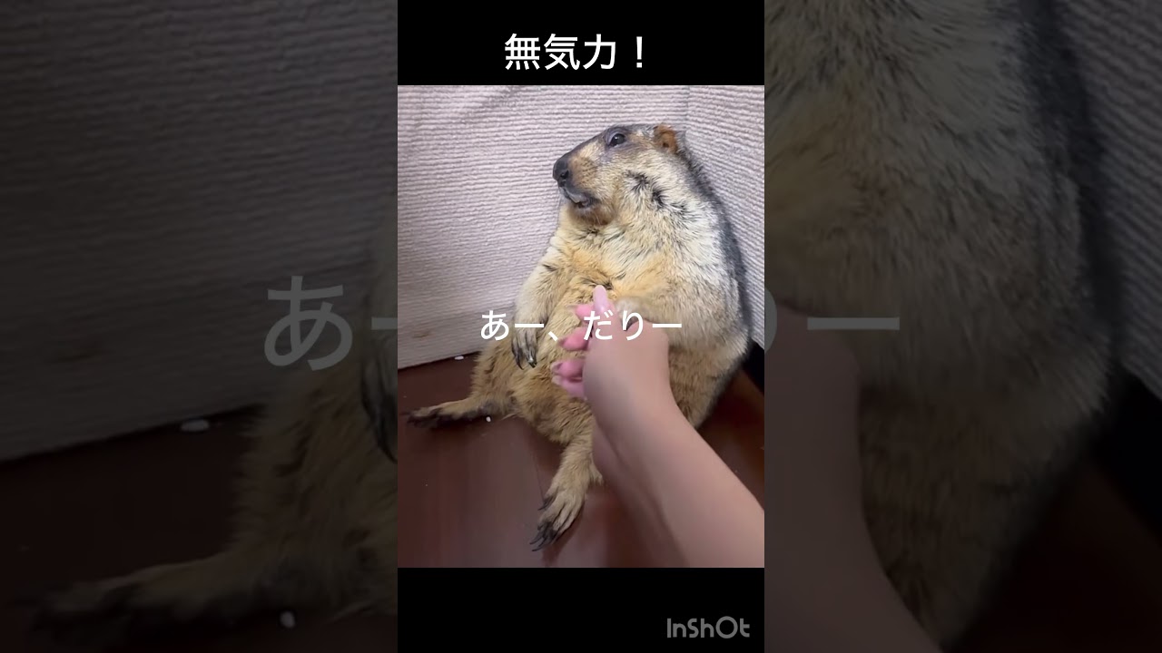 無気力!
