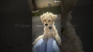 JTM ROCKIE // #montage #kpop #fypシ #jetaime #rockie #chien #eternel