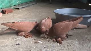 My Australian red pigeons