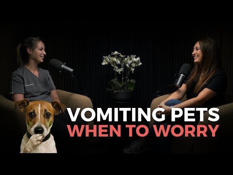 Why is my dog vomiting? A vets no nonsense guide