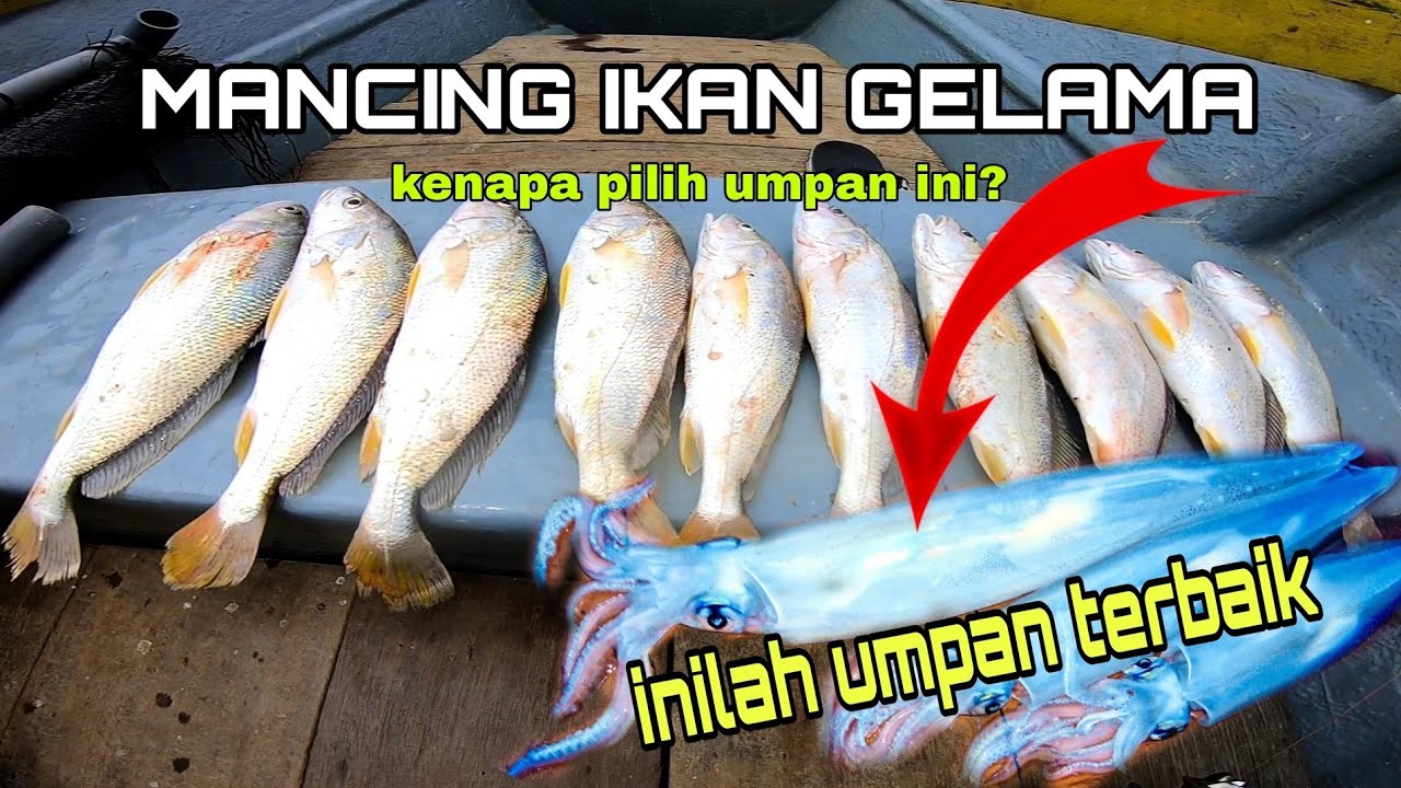SOTONG CANDAT UMPAN TERBAIK MANCING IKAN GELAMA