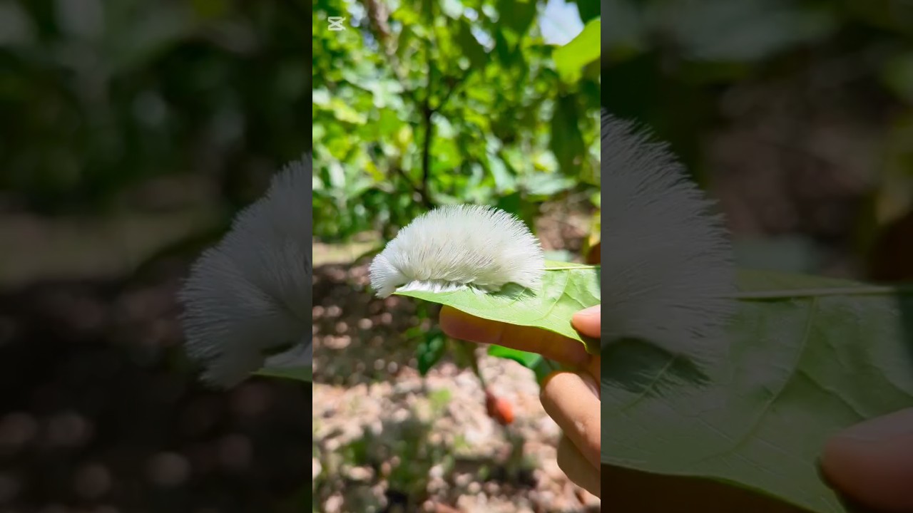 Megalopyge sp 🐛 - gusano Pachón