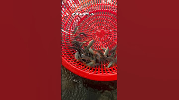 Cá heo đuôi đỏ bể nổi kết hợp trồng rau lọc nước #aquaponicsystem #nuoicatrongrau #caheoduoido