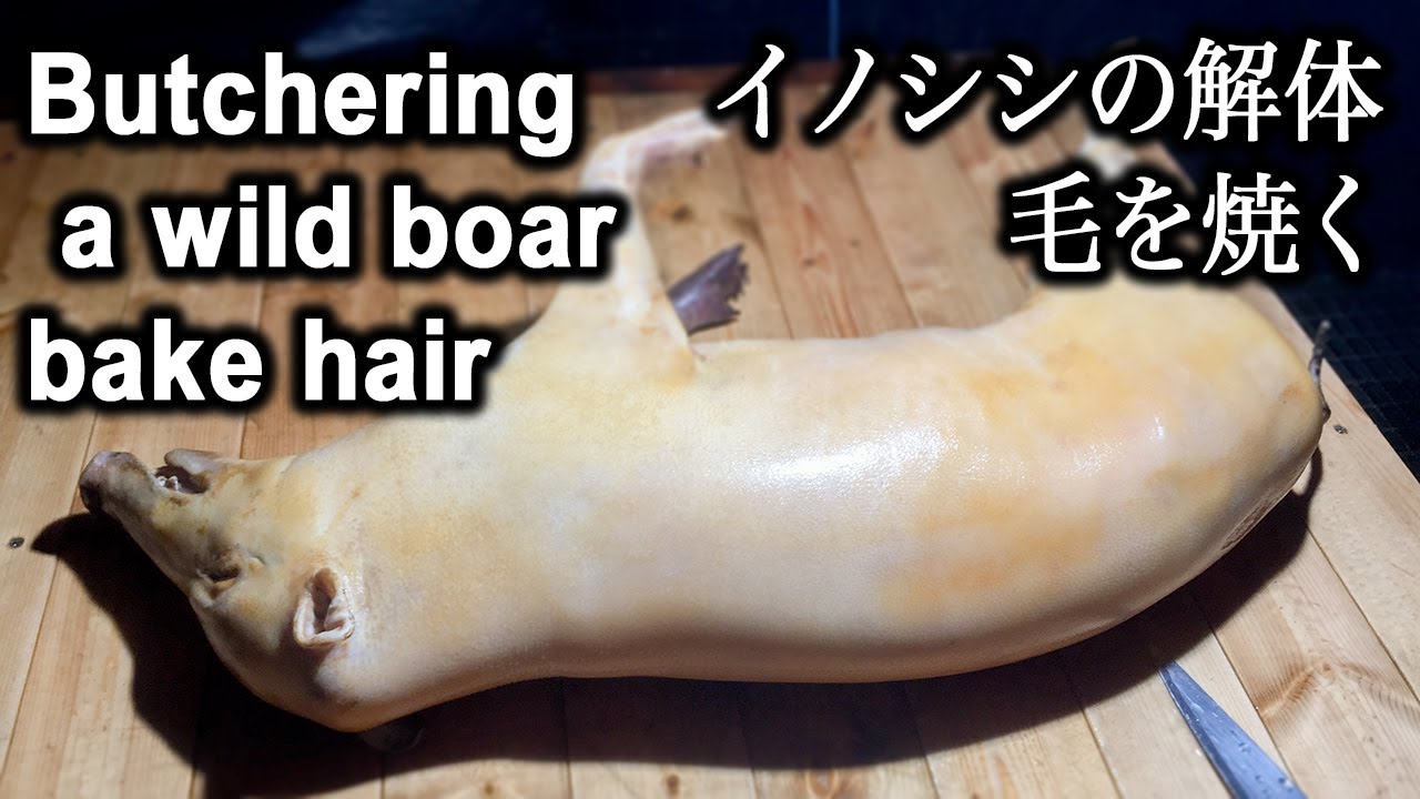 Dismantling a Wild Boar Beautifully.Part 1:Burn the boar's hair