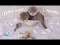 カワウソの赤ちゃん【感動】生後３カ月、今までのまとめムービー！　Baby otter's 3 months anniversary video