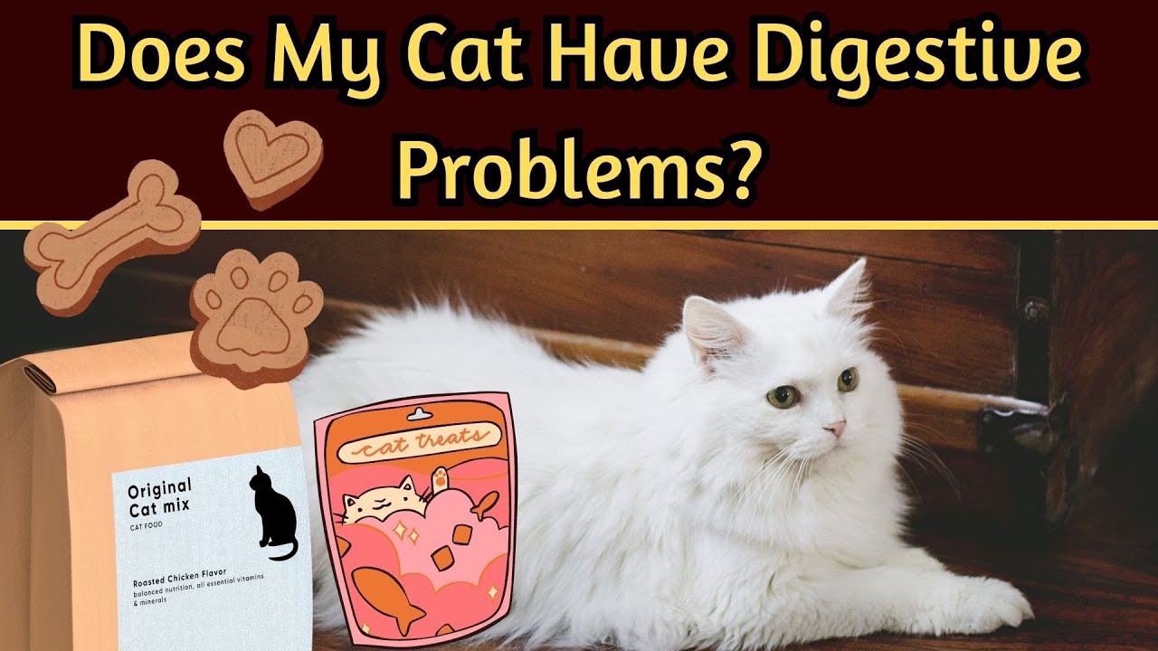 How To Treat Gastrointestinal Problems In Cats At Home