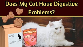 10 Warning Signs Of Digestive Issues In Cats