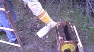Hiving A Swarm