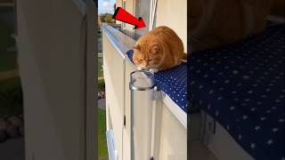 The Smartest Cat😨😲#Catsoftiktok#CatLovers#cat#cute#FunnyCats#catcartoon#fyp The Smartest Cat😨😲#Catsoftiktok#CatLovers#cat#cute#FunnyCats#catcartoon#fyp