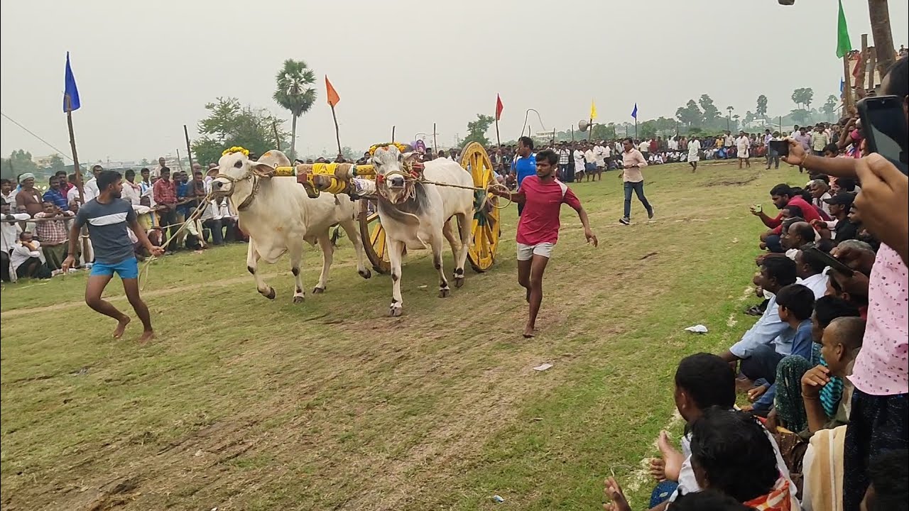 k Siva Reddy junior Bulls by Rambotlavaripalem Ongole Bulls very powerful ongole Bulls super bulls