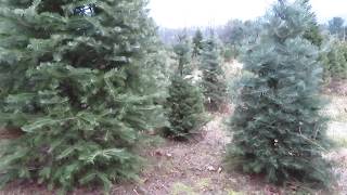 WE BOUGHT A 15 FOOT CHRISTMAS TREE
