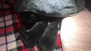 Sweet Twin Kittens Nursing On Mom Girl