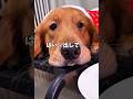 【だして…】#イヌ #犬 #いぬ #dog #comedy #shorts #可愛い #かわいい