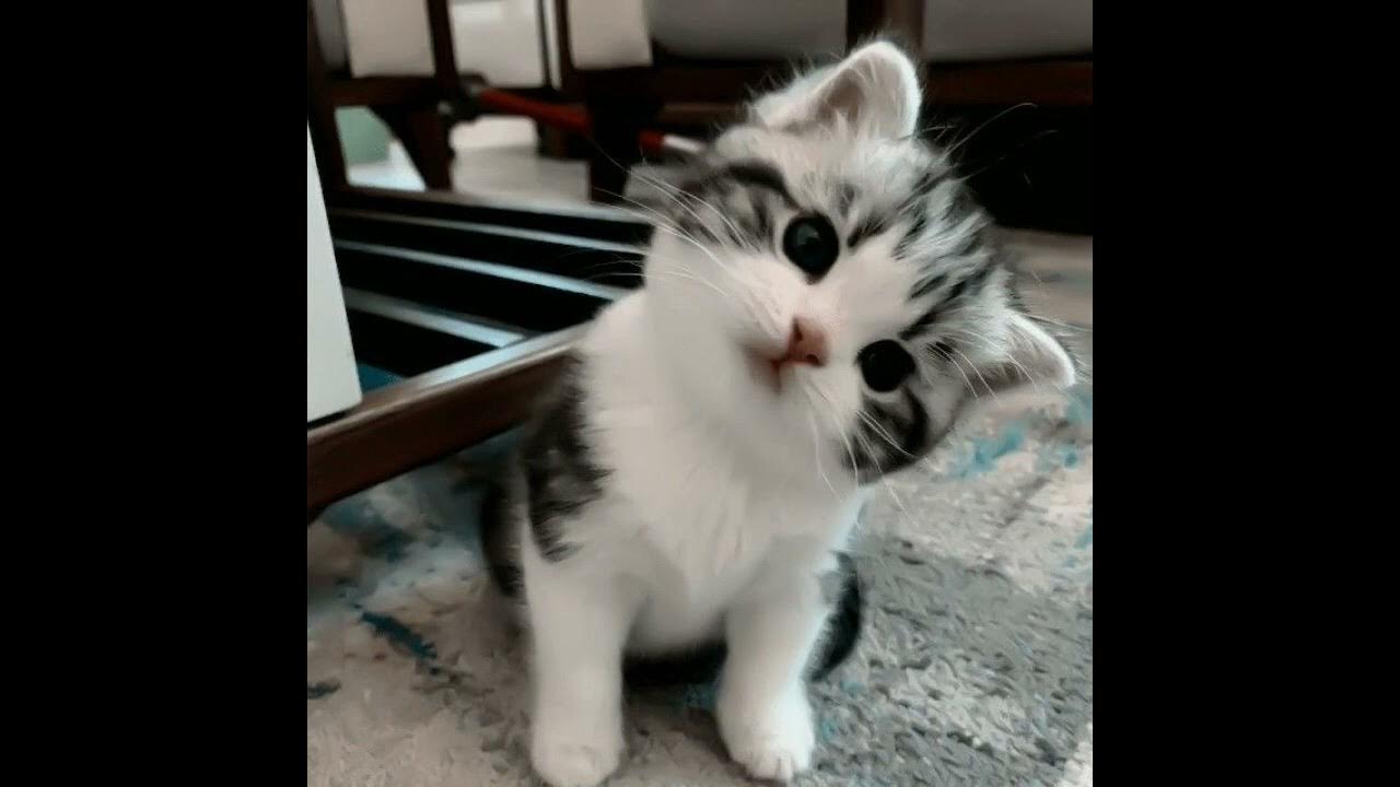 дом где был и нет кота. иллюстрации франко matticchio. котята с надписями. кошечки хорошие лишнего не скажут speed up. стих если в доме нет кота.