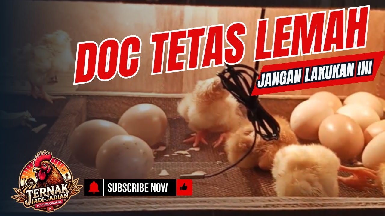 #39 DOC TETAS LEMAH JANGAN DI TETASKAN JIKA INDUKAN MASIH USIA MUDA