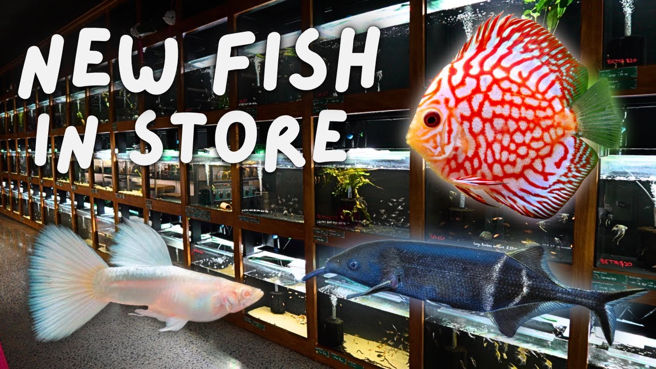 What Fish Are In My Store Right Now?
