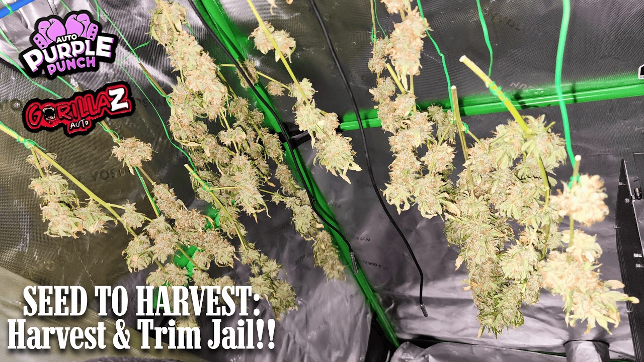 От семени до урожая. Часть 7! Тюрьма сбора урожая и обрезки! Обрезка выращенных в домашних услови...