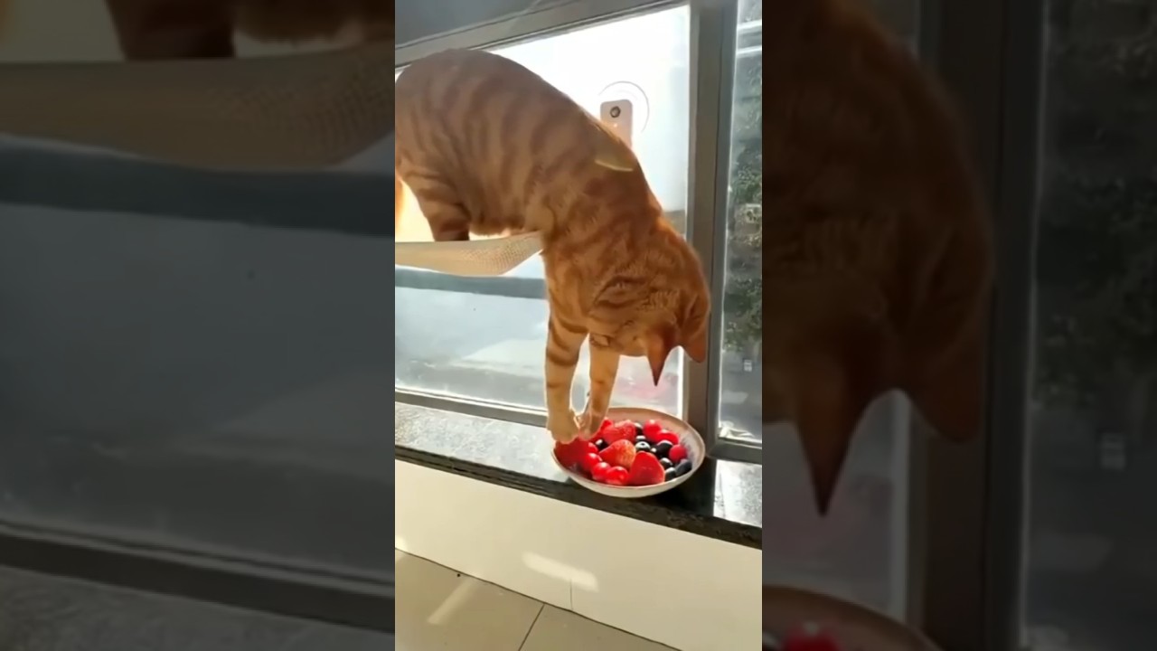 Funny and cute cats! / Смешные и милые котики!