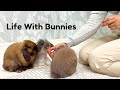 Life at Home With Bunnies 🤍🐰 - Little Joys, Vet Visits &amp; Real Day of Care