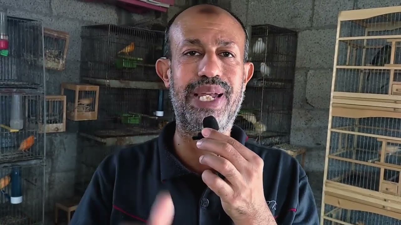 الجزءالثالث من تجهيزات موسم الإنتاج٢٠٢٢/٢٠٢٣م فرز أزواج الكناري حسب اللون والنوع والحجم شاهدللنهاية