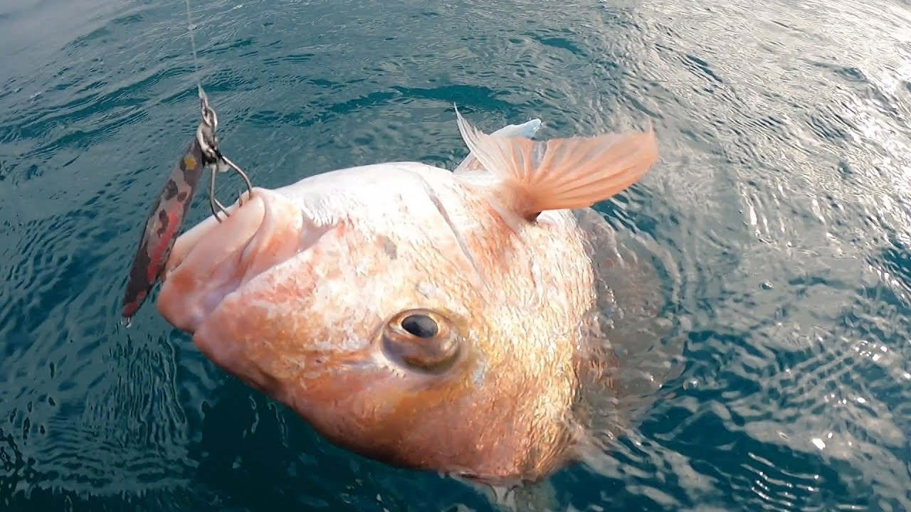 Snapper & Kahawai Frenzy (Fish 'N Dips Charter)