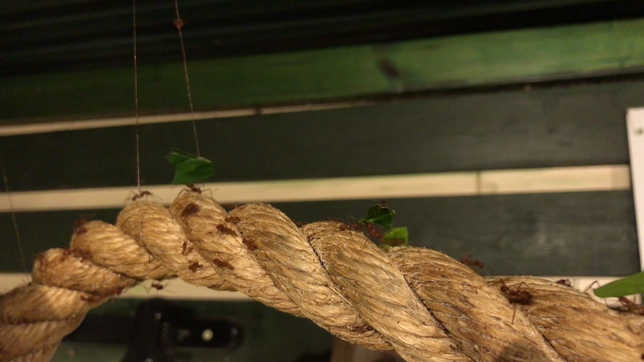 BBC The Archers theme stretched 17x