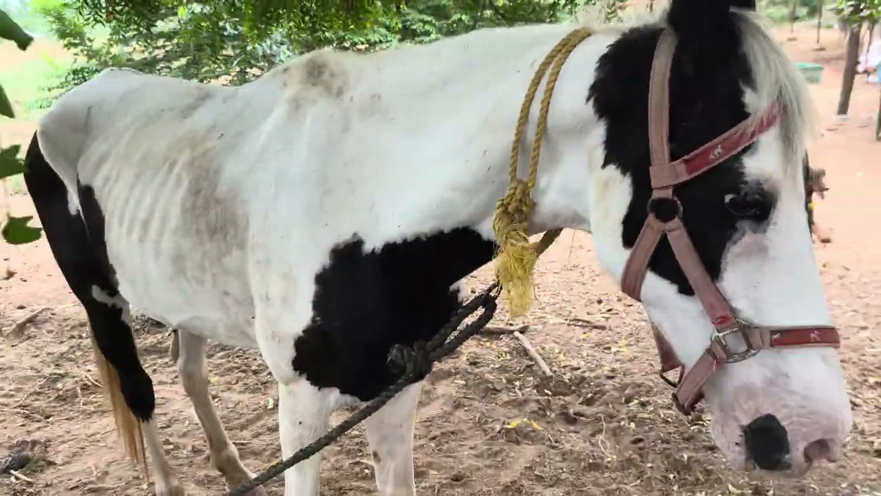 கத்தியவாரி பெண் குதிரை புது வரவு