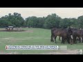 Lightning strike kills 5 horses at East Texas equine sanctuary