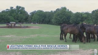 Lightning strike kills 5 horses at East Texas equine sanctuary