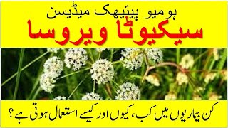 Cicuta Virosa Homeopathic Remedy For Seizures, Headaches & Nervous Disorders Signs, And Symptoms