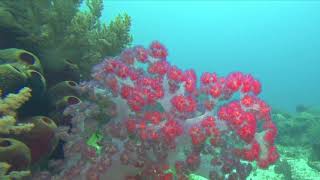 Soft Corals at Olango Island screenshot 2